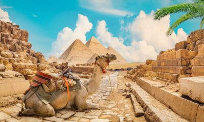 Egitto, cammello vicino le Piramidi