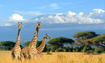 Safari in Kenya, giraffe