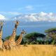 Safari in Kenya, giraffe