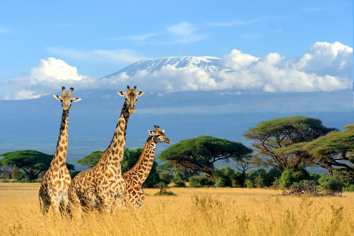 Safari in Kenya, giraffe
