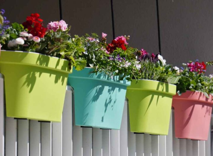 Piante Balcone