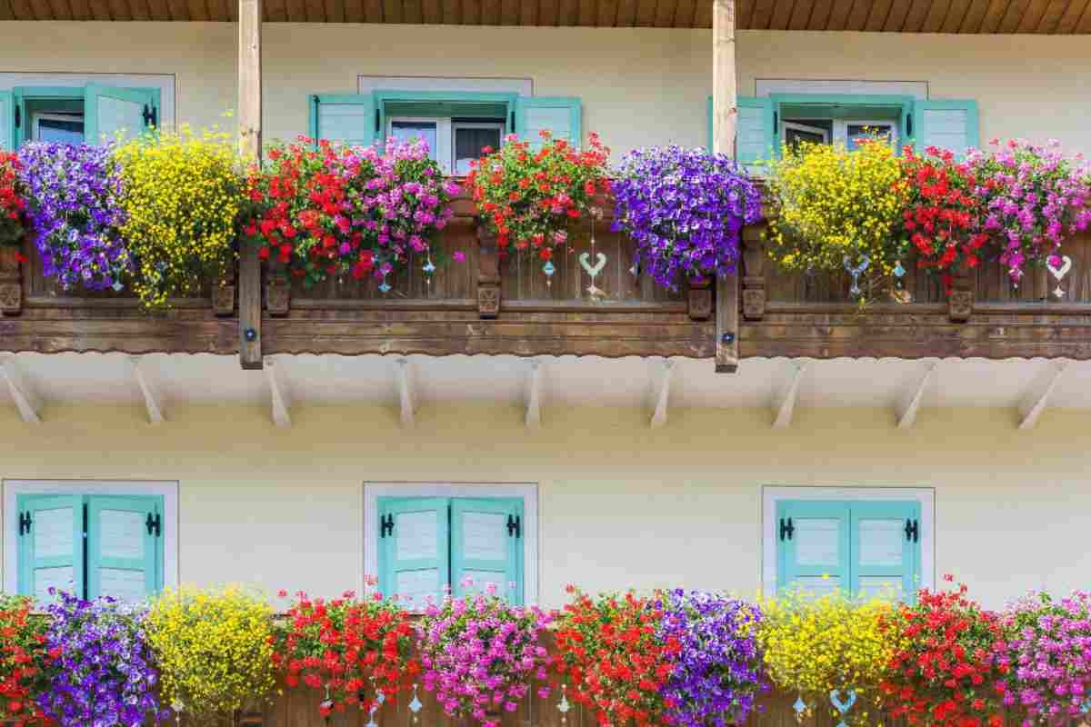 Piante da balcone