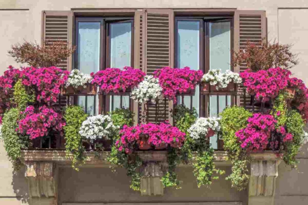 Piante da balcone