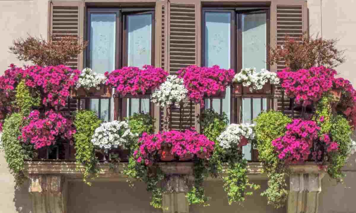 Piante da balcone