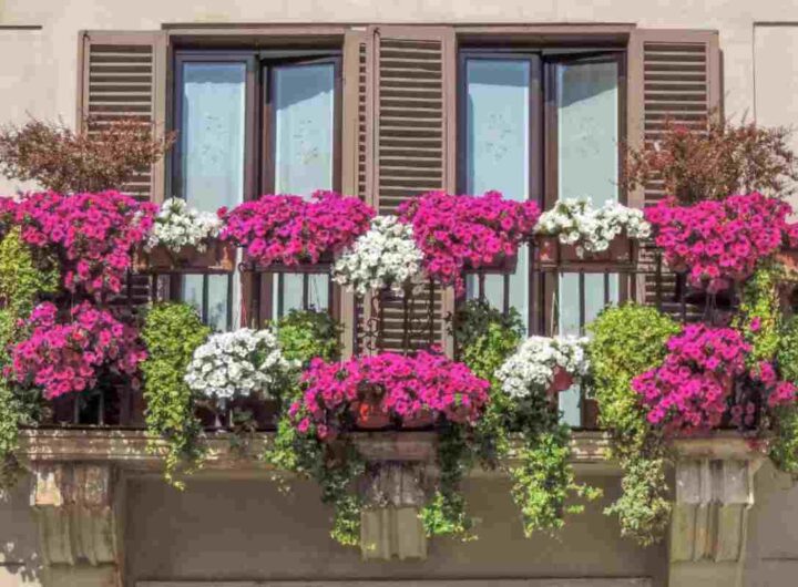 Piante da balcone