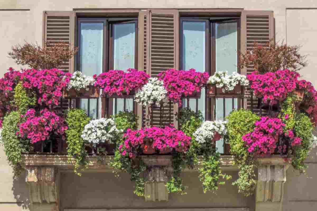 Piante da balcone