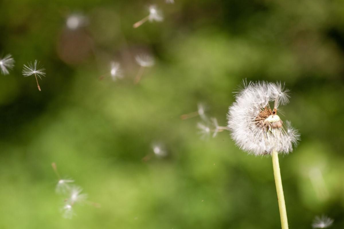 Allergie
