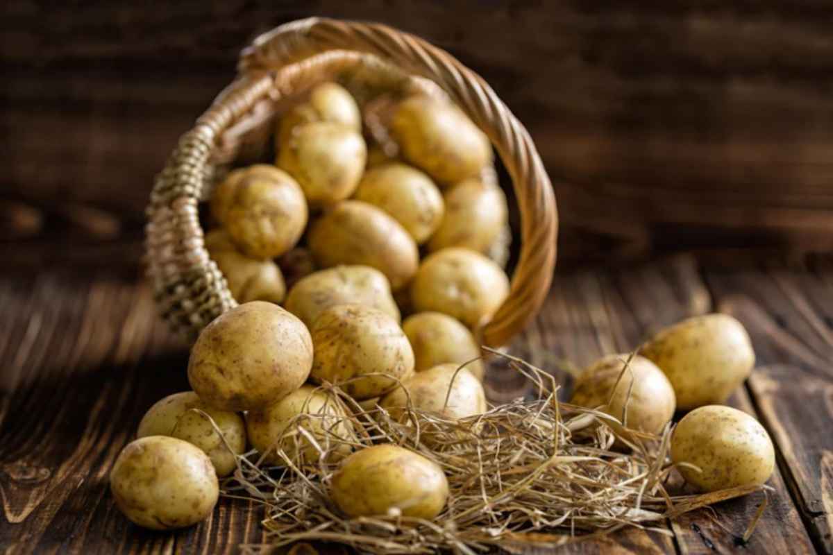 Patate