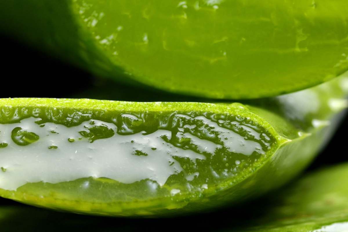 aloe