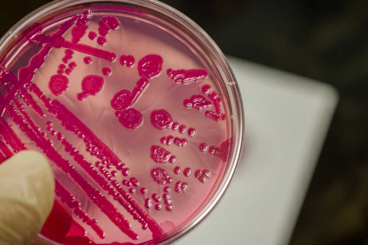 salmonella
