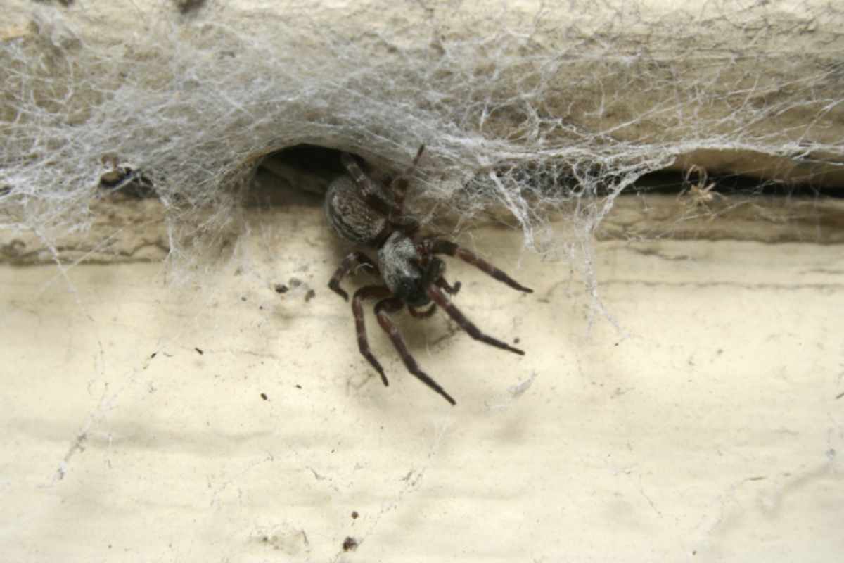 Sebbene la maggioranza delle specie italiane non sia pericolosa, alcune possono rappresentare un rischio a causa del loro veleno.