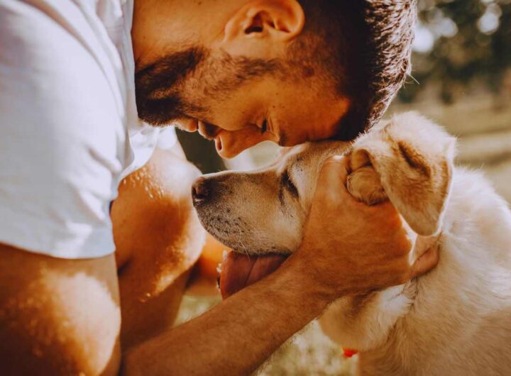 cane adottato e rifiutato