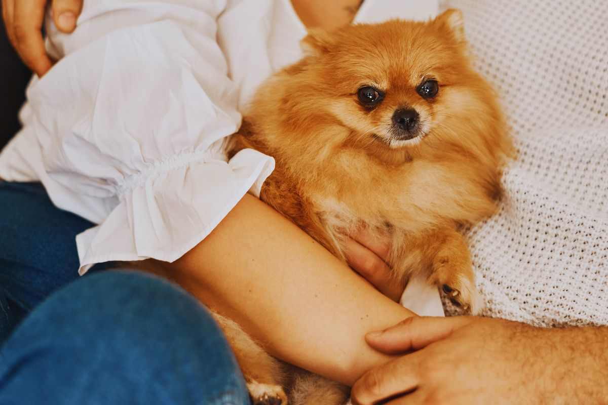 la storia del cane con problemi comportamentali
