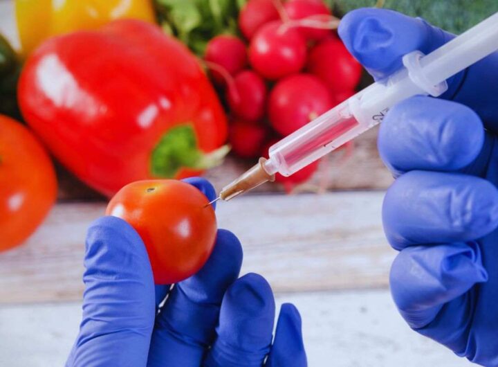pericolo per il cibo modificato