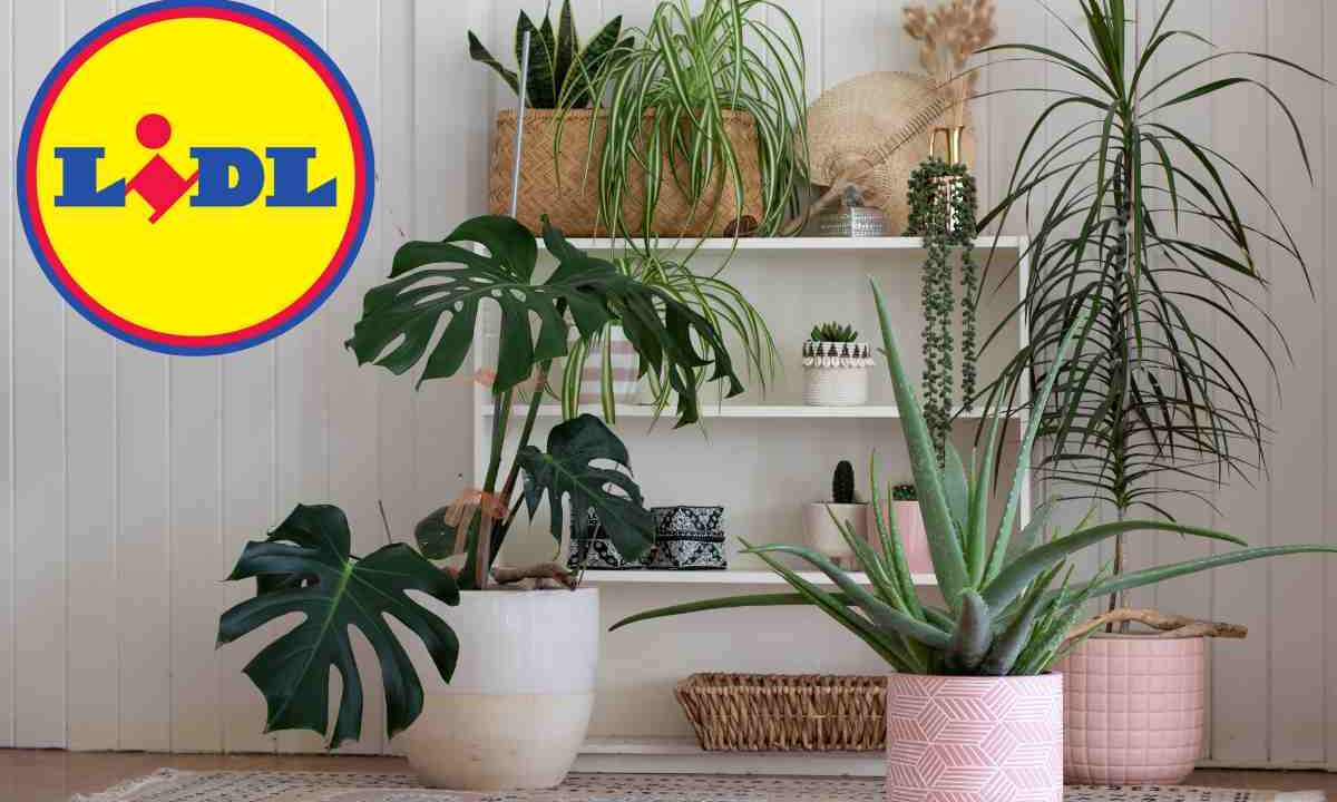 Lidl, il prodotto che vogliono tutti