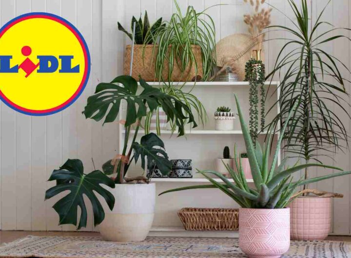 Lidl, il prodotto che vogliono tutti