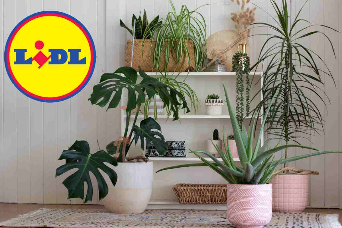 Lidl, il prodotto che vogliono tutti
