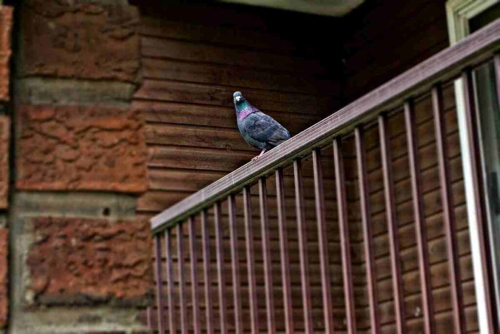 piccioni sul balcone: rimedi per allontanarli per sempre