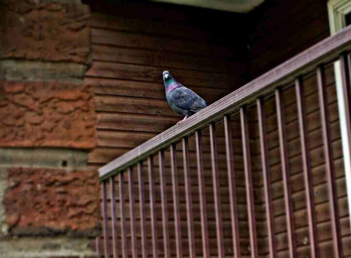 piccioni sul balcone: rimedi per allontanarli per sempre