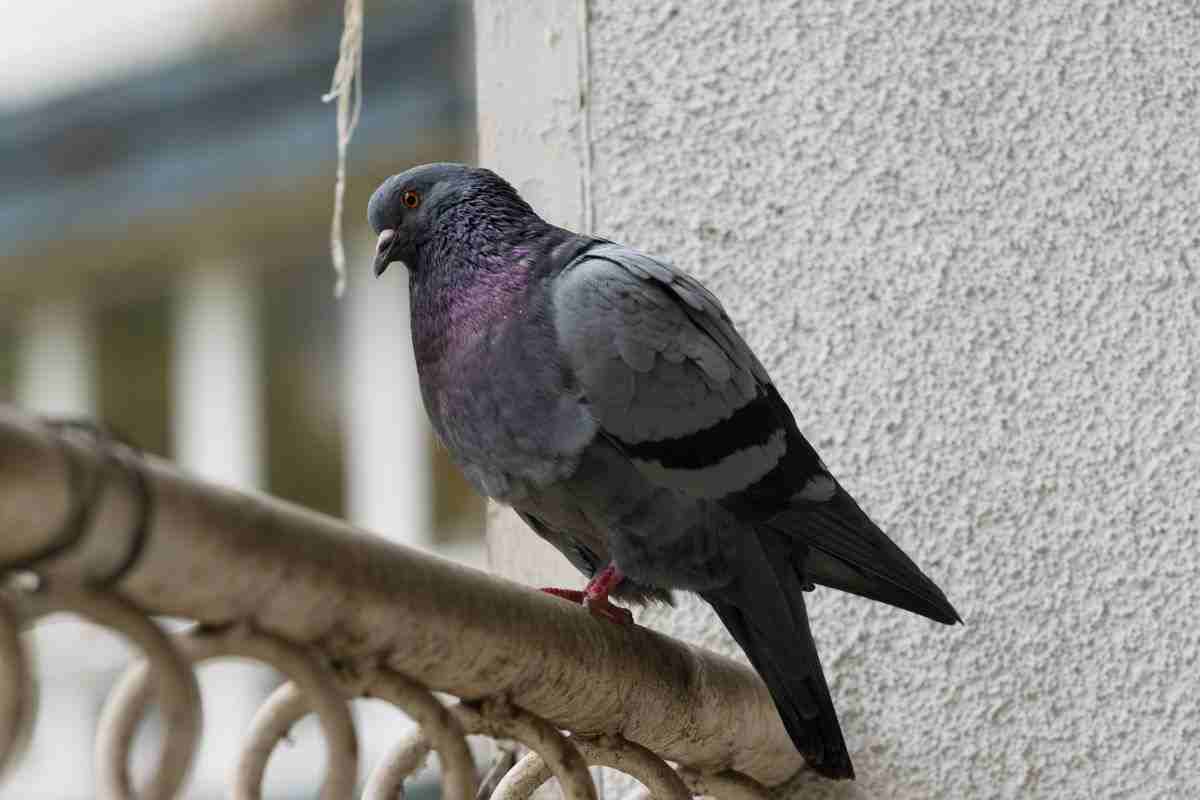piccioni sul balcone: rimedi per allontanarli per sempre