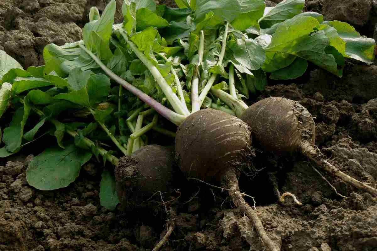 dimagrisci con questo ingrediente: prova il ravanello nero