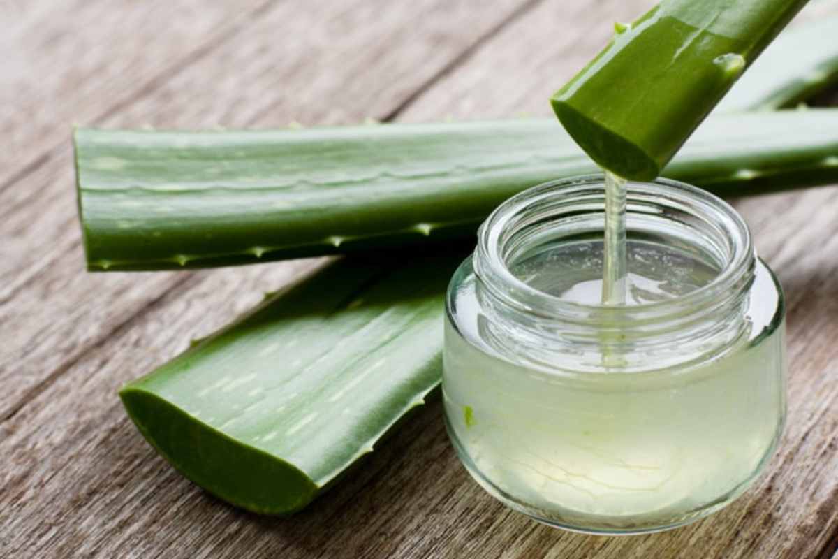Aloe Vera