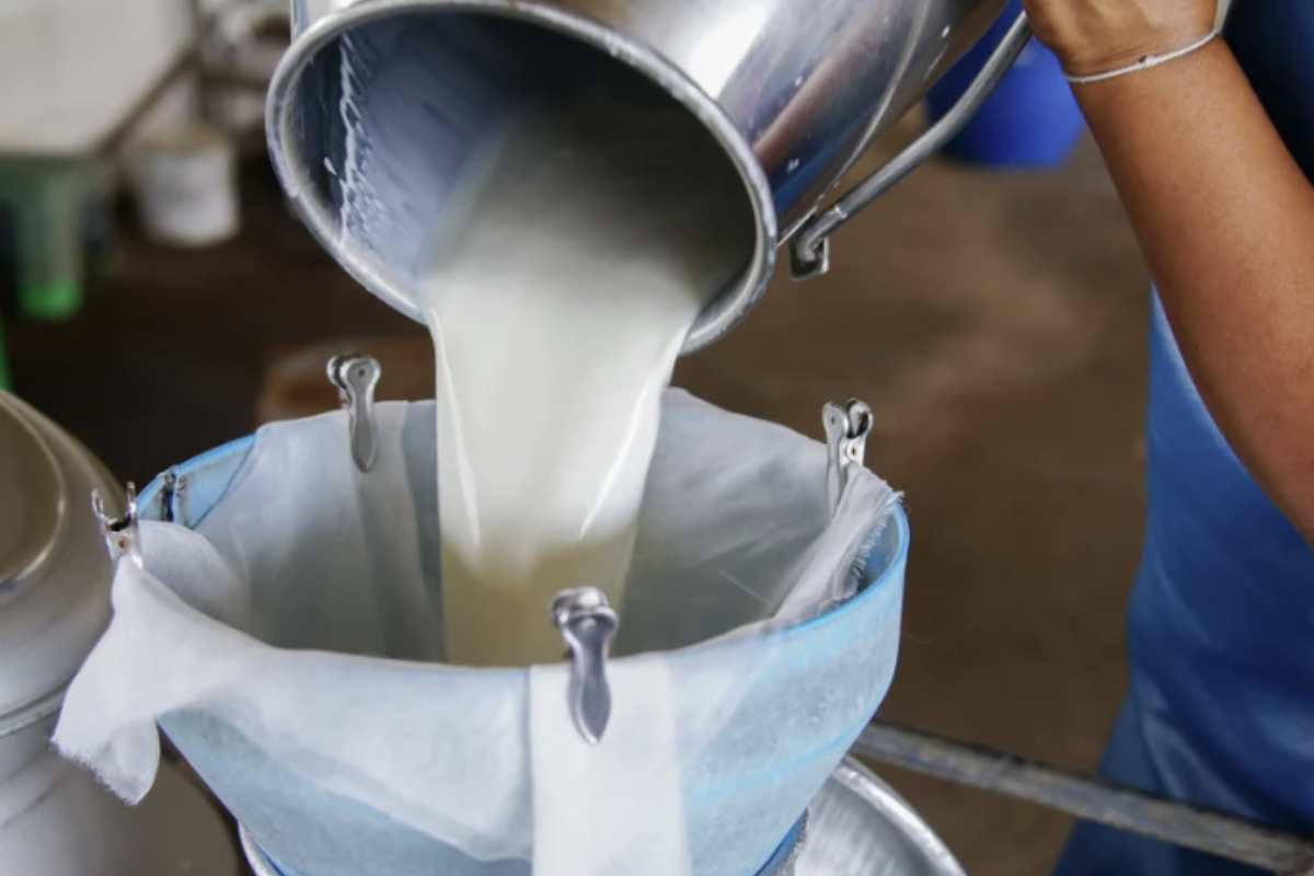 Nonostante i rischi noti, meno dell’1% degli americani sceglie di consumare latte crudo. Le ragioni principali sono legate al gusto