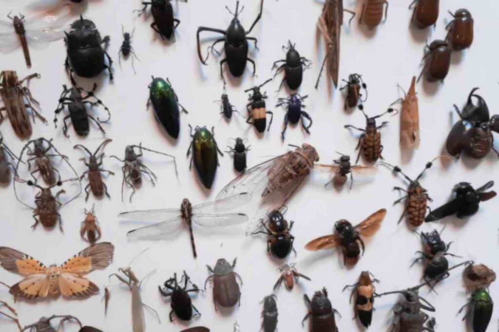 Farina d'insetti: come riconoscerla