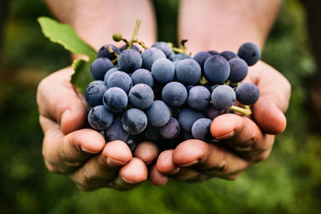 Uva nera proprietà