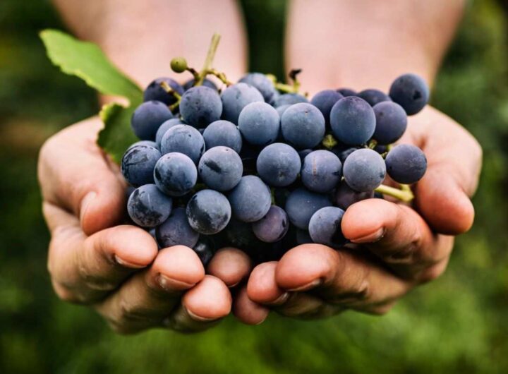 Uva nera proprietà
