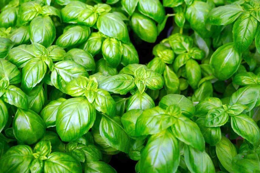 Trucchi per non far seccare il basilico