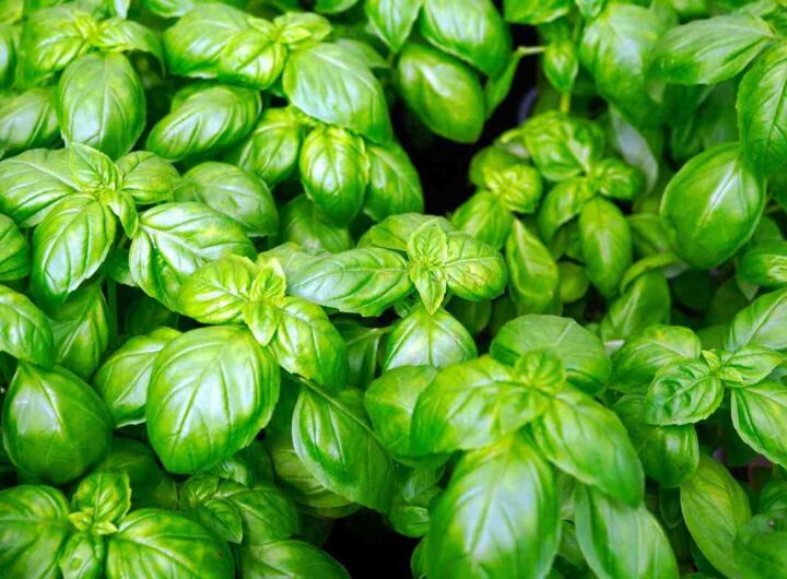 Trucchi per non far seccare il basilico