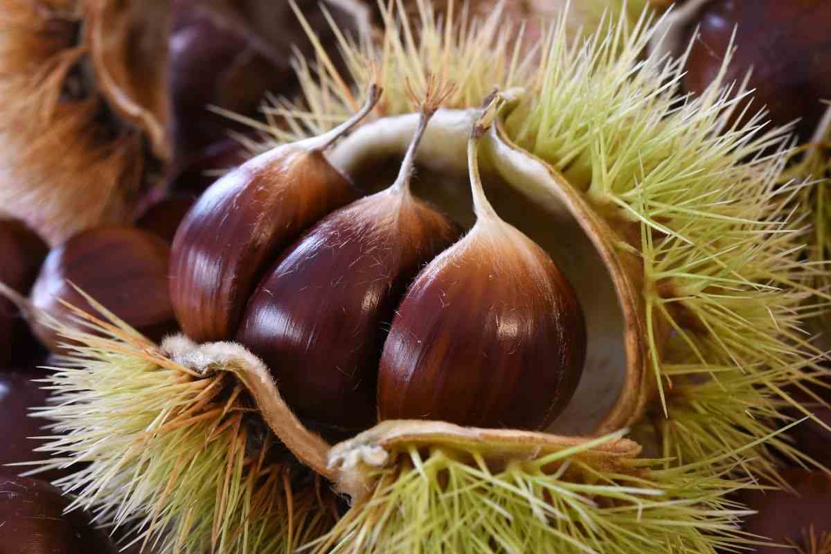 ecco perché bisogna mettere una castagna nel cappotto