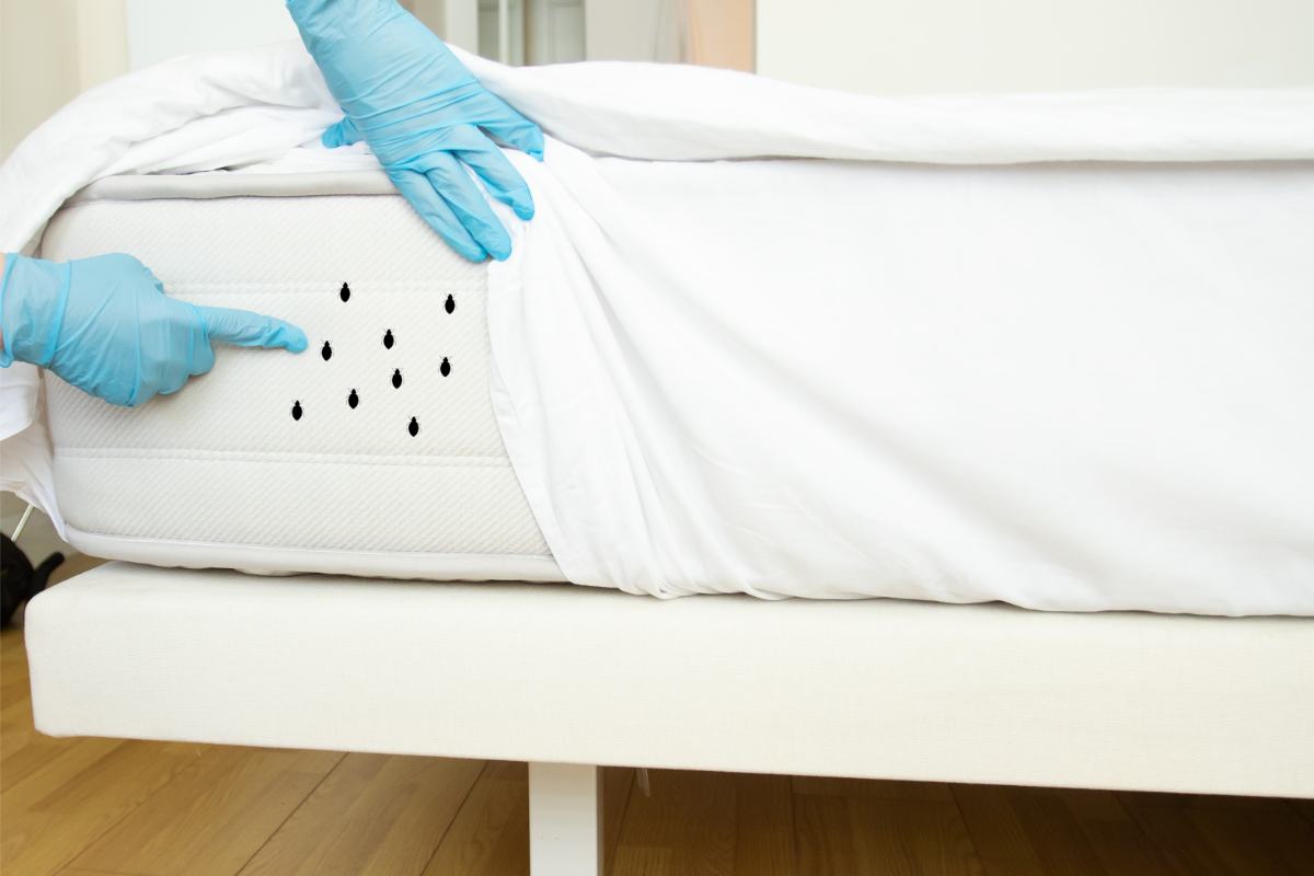Cimici letto