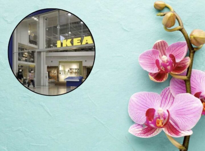 Dietro quella bellezza, si cela un percorso delicato che la pianta ha attraversato, fatto di trasporto, luci artificiali e irrigazioni standardizzate