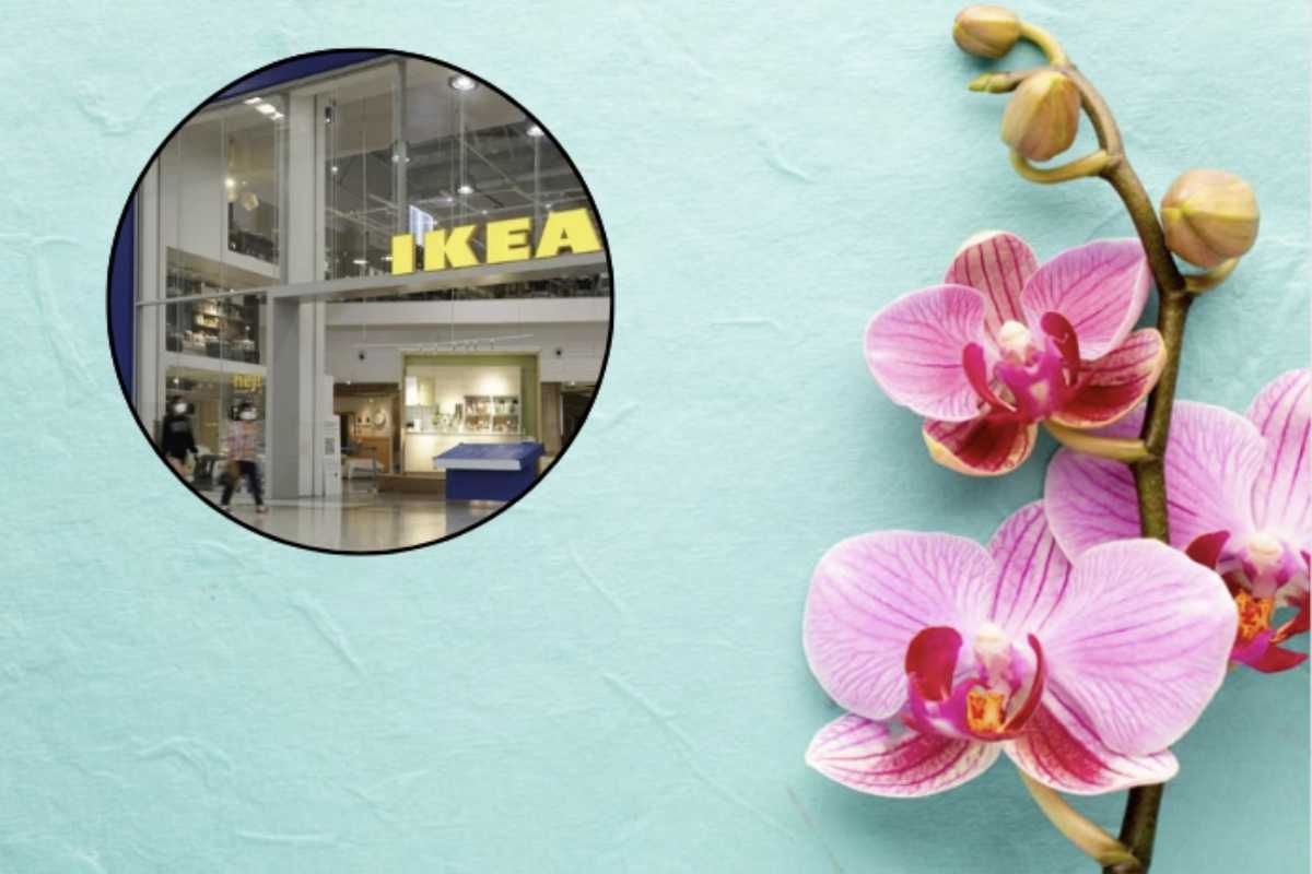 Dietro quella bellezza, si cela un percorso delicato che la pianta ha attraversato, fatto di trasporto, luci artificiali e irrigazioni standardizzate