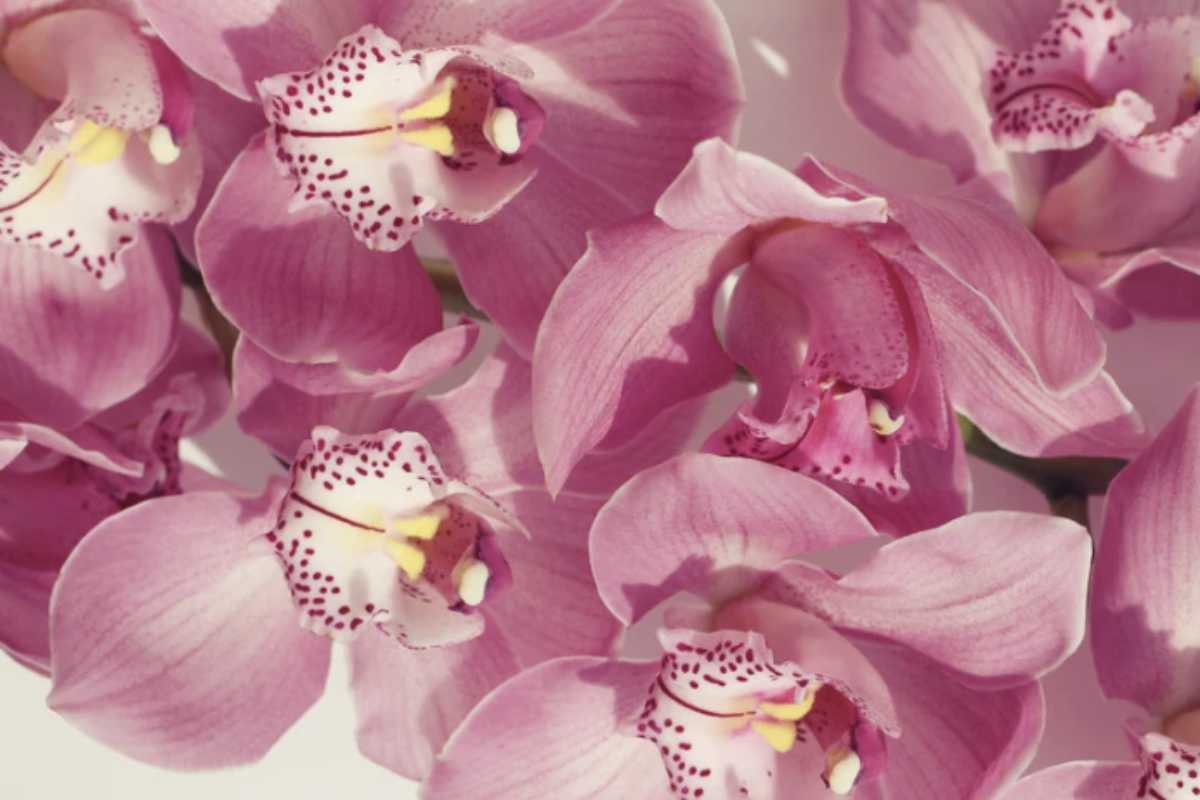 Dopo la fase di ambientamento e il controllo delle radici, è importante adottare alcune pratiche di cura quotidiane.