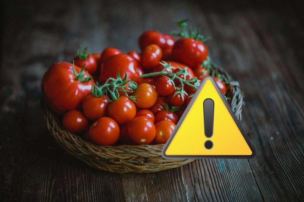 pomodori allerta