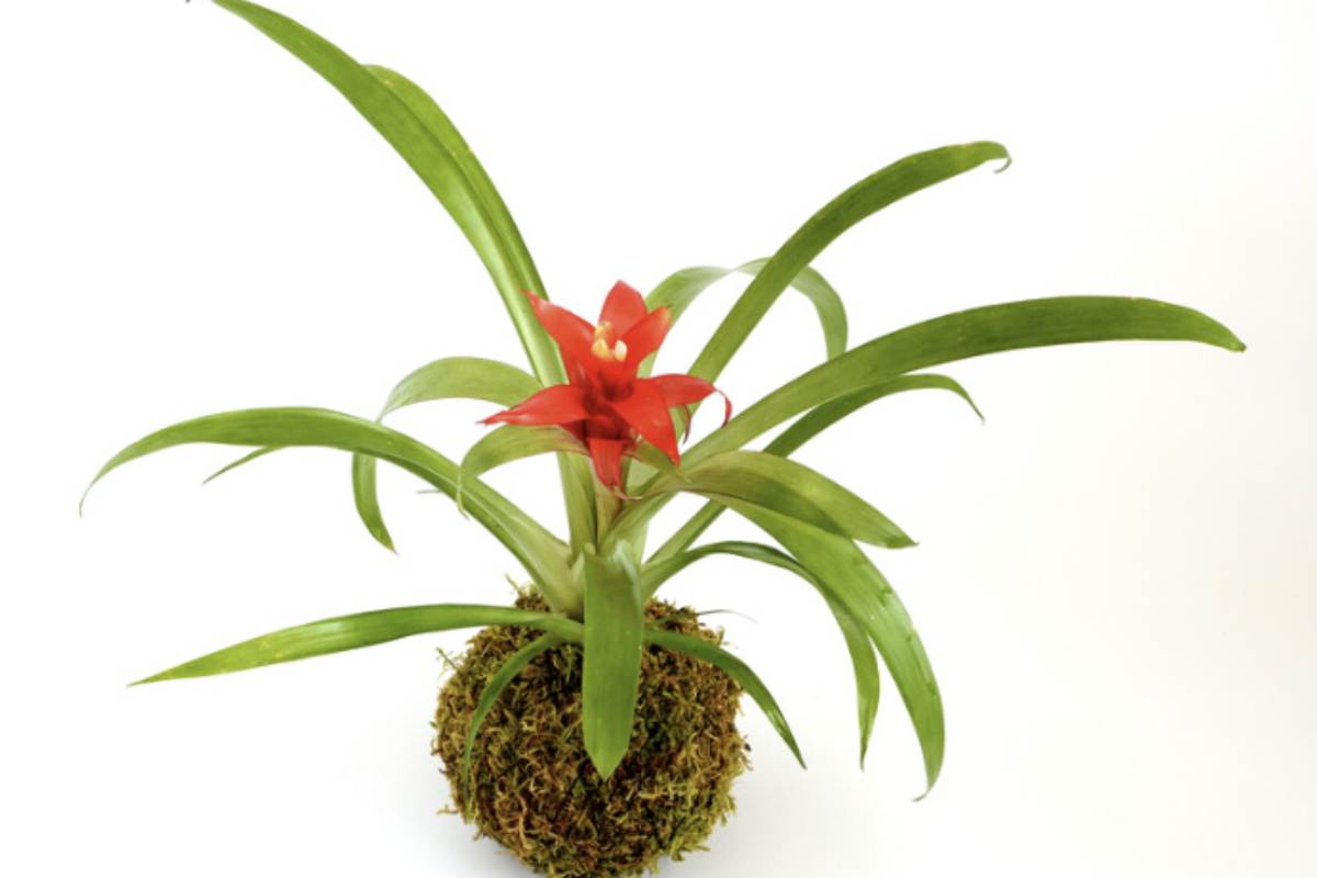 La Guzmania, appartenente alla famiglia delle Bromeliaceae, è una pianta tropicale che si distingue per la sua infiorescenza coloratissima