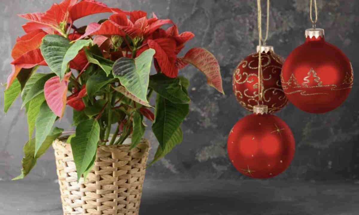 In particolare, alcune specie resistenti e di facile cura sono ideali per essere coltivate in casa durante l’inverno, offrendo un tocco di natura