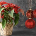 In particolare, alcune specie resistenti e di facile cura sono ideali per essere coltivate in casa durante l’inverno, offrendo un tocco di natura