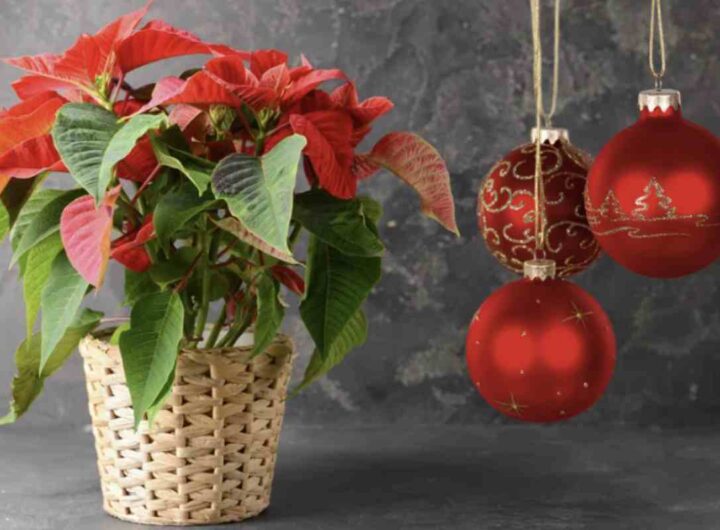 In particolare, alcune specie resistenti e di facile cura sono ideali per essere coltivate in casa durante l’inverno, offrendo un tocco di natura