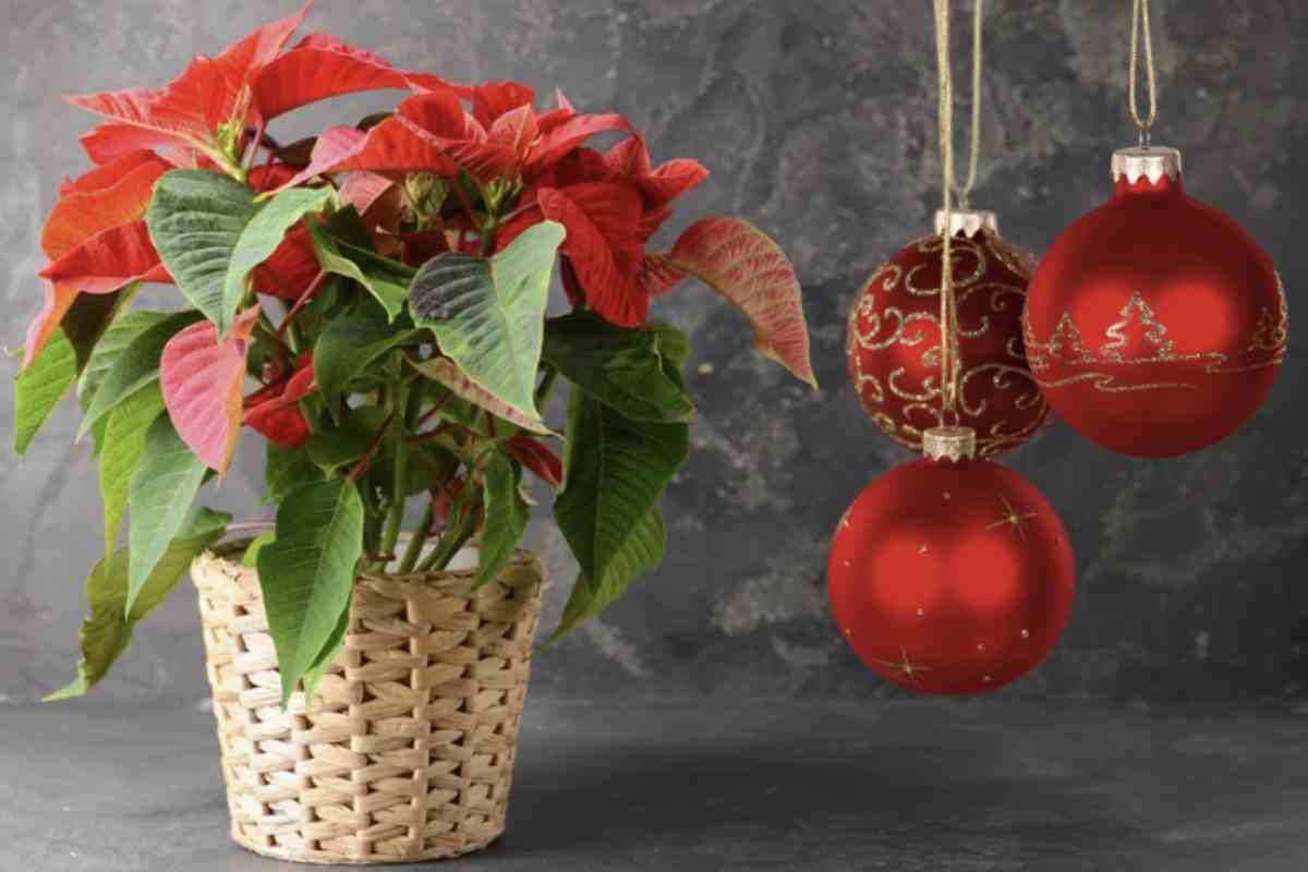 In particolare, alcune specie resistenti e di facile cura sono ideali per essere coltivate in casa durante l’inverno, offrendo un tocco di natura